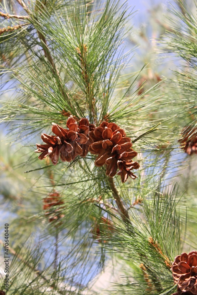 Fototapeta premium pine cones on a branch