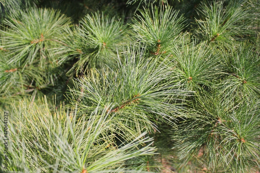 close up of pine needles close up of pine needles