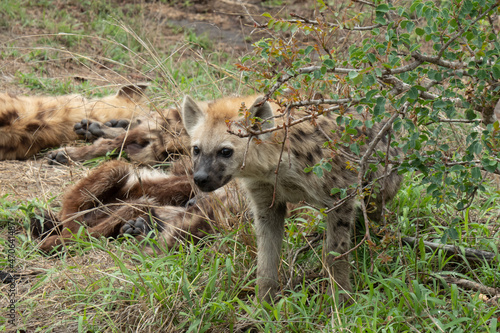 Spotted hyena cubs - Crocuta crocuta  - playing outside their den. Location  Kruger National Park  South Africa