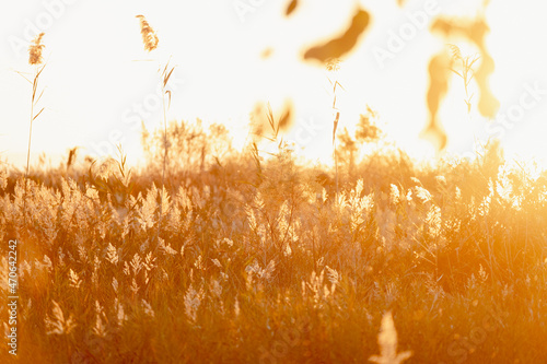 Atardecer entre plantas