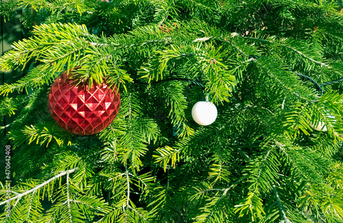 Bright green background of fir branches.