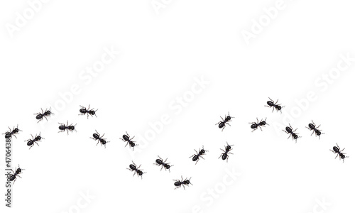 Realistic black ants trail. Insects marching in a wavy line.