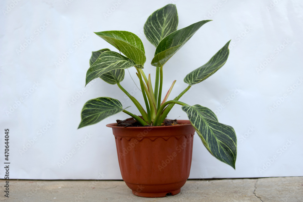 Fototapeta premium philodendron birkin tree on white background