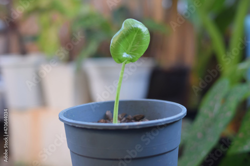 caladium plant tree in pots