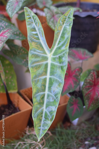 close up alocasia longiloba caladium leaf