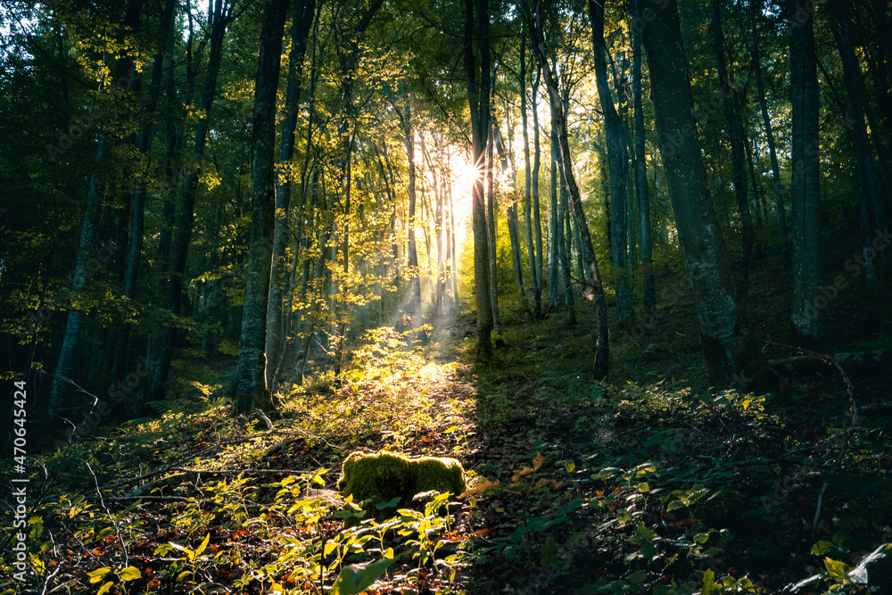 Wald im Herbst bei morgentlichem Sonnenlicht auf der Schwäbischen Alb