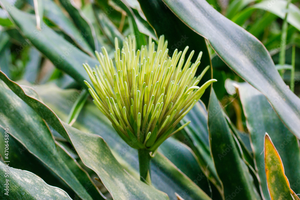 Obraz premium Exotic fresh green flower Dracaena pethera, Sansevieria kirkii known as star sansevieria. Succulent plant native to Tanzania surrounding region in East Africa. Conical inflorescence in tropical garden