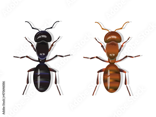 Black and red harvester ants isolated on white background.