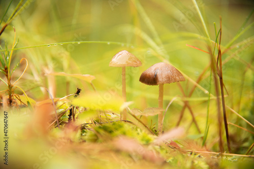 mushroom in the grass