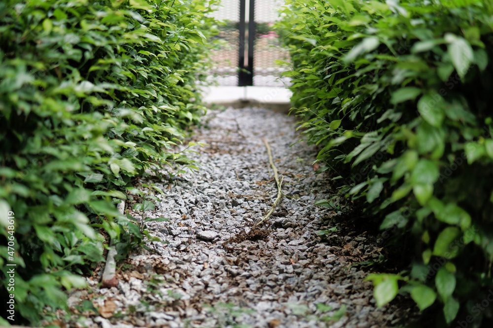 Gravel pathway between plants towards the door grill