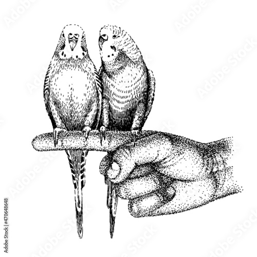 Budgerigarses sits on human hand. Two common, shell parakeets. Hand-drawn sketch of budgies. Cute wavy parrots in love. Couple tropical birds.