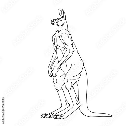 Standing Australian male kangaroo. Vector illustration with contour lines in black ink isolated on a white background in cartoon and hand-drawn style.