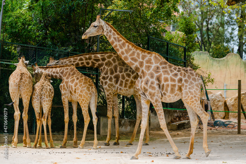 Photography giraffe in the zoo