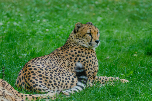 cheetah in the grass