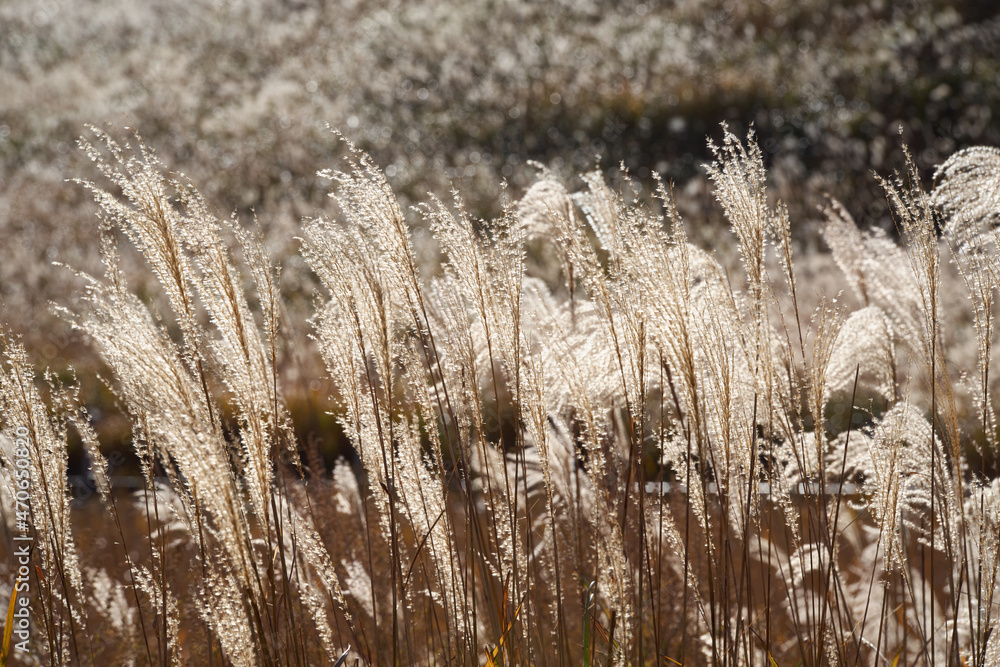 Obraz premium 秋のススキの時期の高原（曽爾高原）