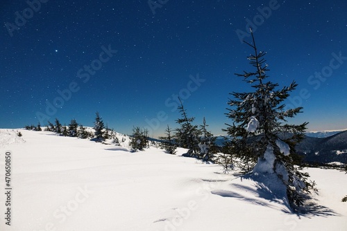 Beautiful nature starry sky with snowy fir