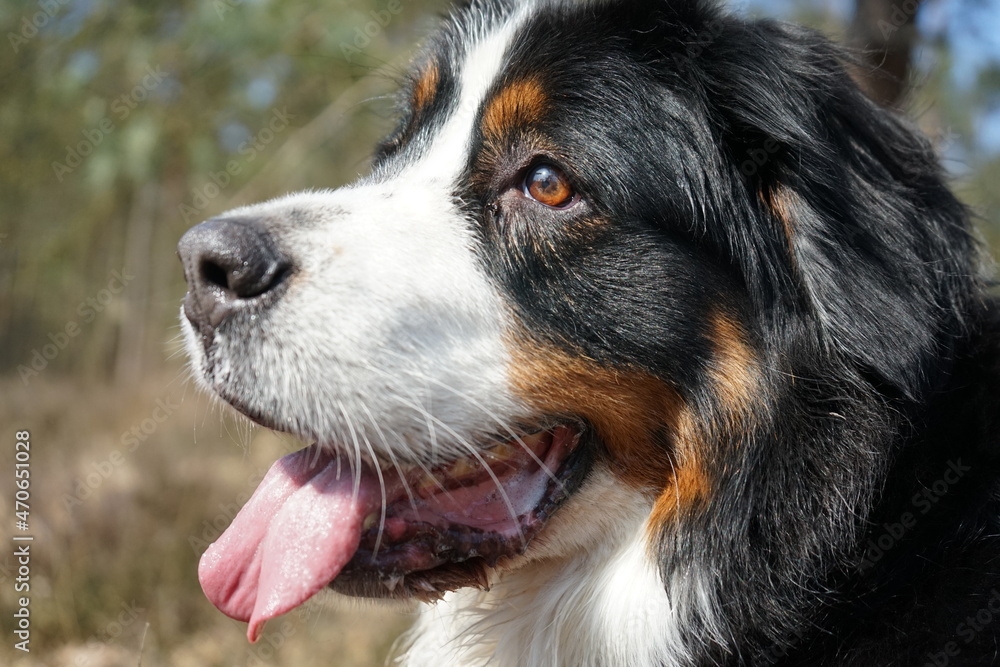 close up of a bernese mountain dog