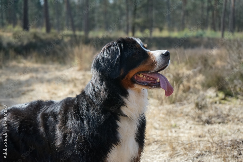 bernese mountain dog bernese mountain dog
