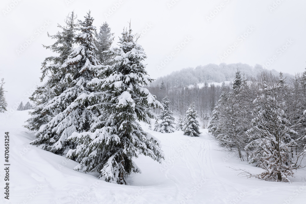 Obraz premium Harsh winter landscape beautiful snowy fir trees