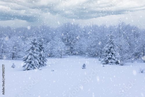 Harsh winter landscape beautiful snowy fir trees © YouraPechkin