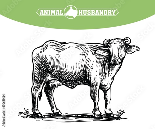 Drawing of a black buffalo. Breeding cattle. Vector illustration isolated on white background