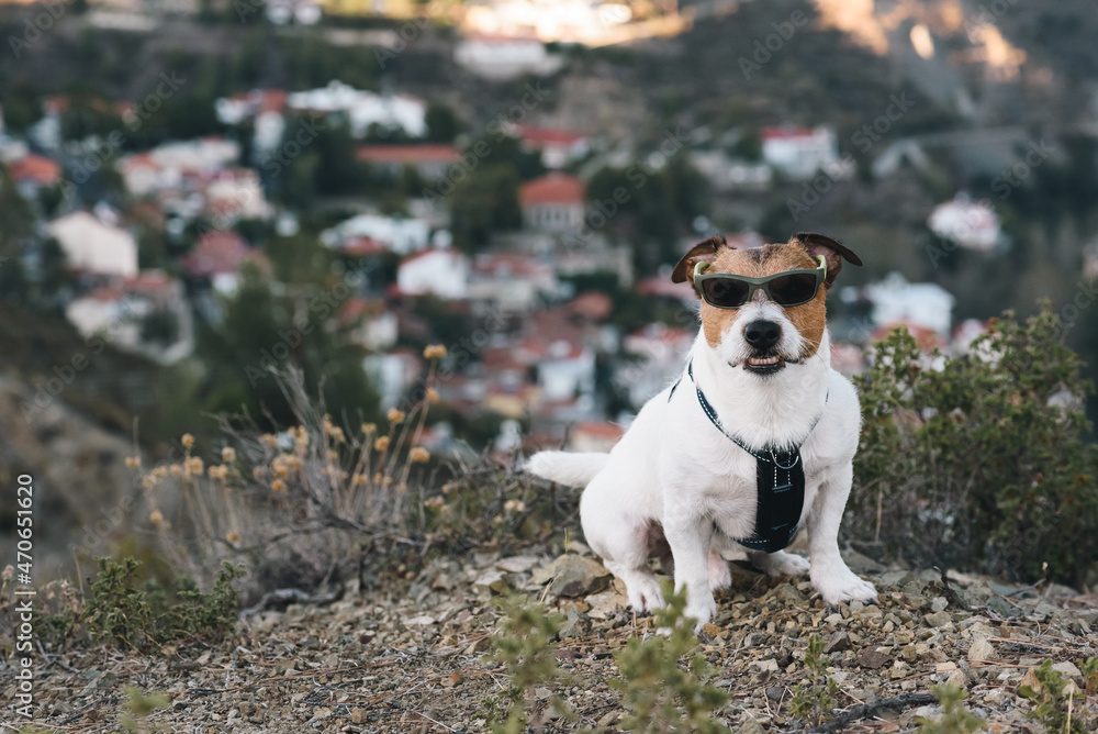 Dog with mean face wearing sunglasses looking like bandit. Dog snarling and barking guard its territory.