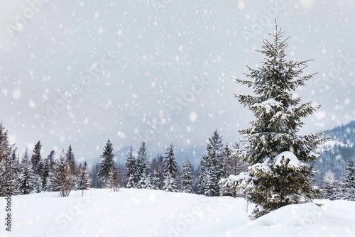 Wallpaper Mural Harsh winter landscape beautiful snowy fir trees Torontodigital.ca