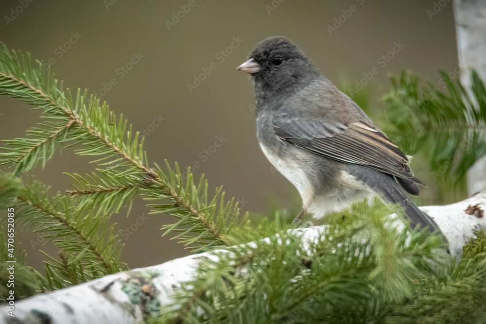 Junco songbird on a branch Junco songbird on a branch