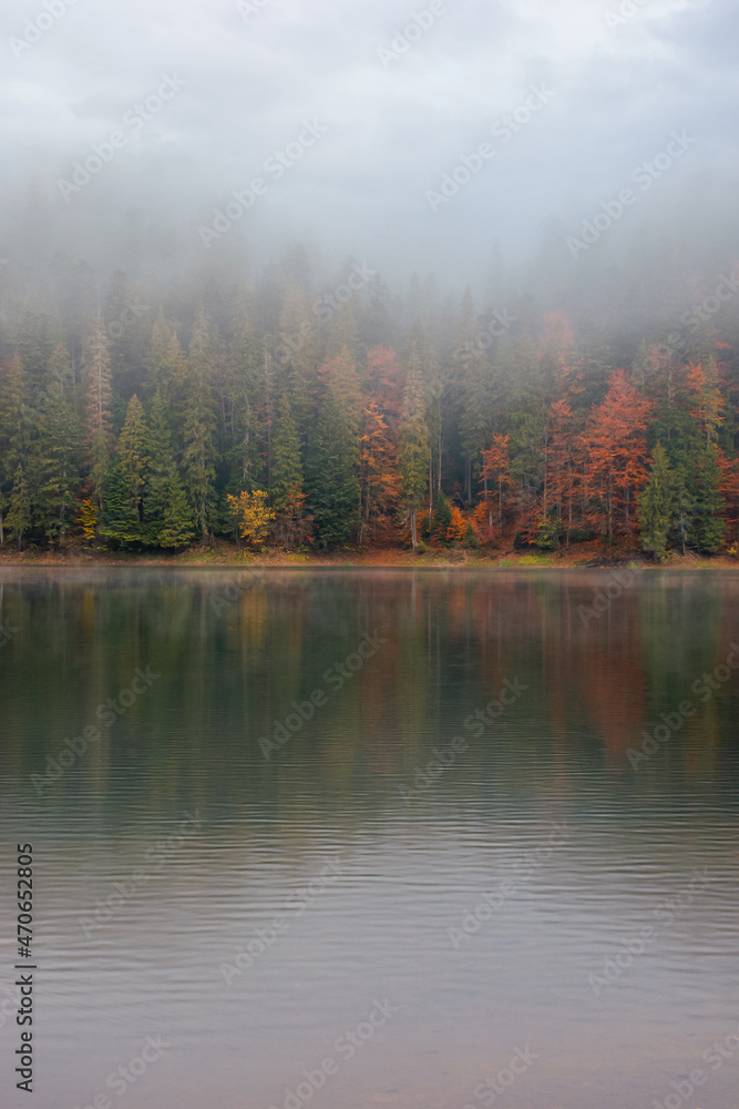 synevyr lake on a foggy morning. beautiful nature scenery of national park in autumn. mysterious atmosphere and cloudy sky. trees in colorful foliage reflecting in the water