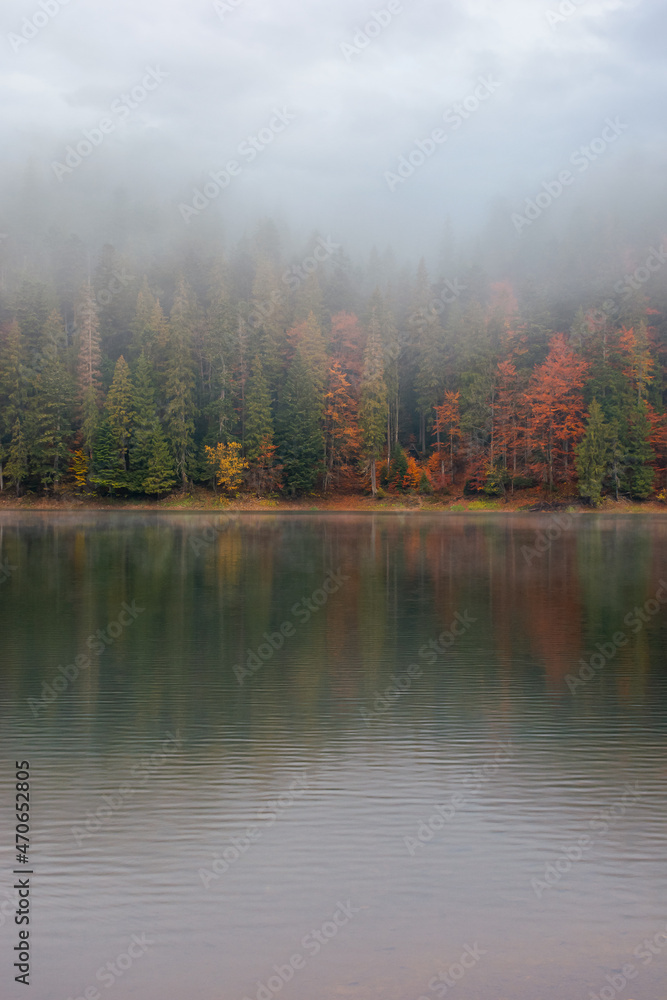 synevyr lake on a foggy morning. beautiful nature scenery of national park in autumn. mysterious atmosphere and cloudy sky. trees in colorful foliage reflecting in the water synevyr lake on a foggy morning. beautiful nature scenery of national park in autumn. mysterious atmosphere and cloudy sky. trees in colorful foliage reflecting in the water