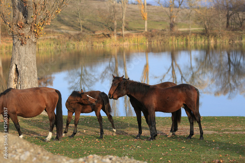 Horses graze freely in the Crimean countryside by the lake