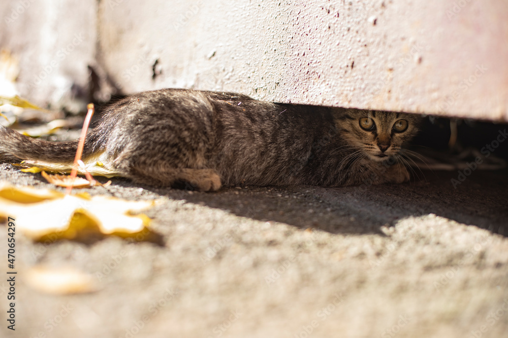 The kitten hides in the basement. A stray kitten on the street. The kitten hides in the basement. A stray kitten on the street.