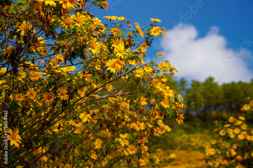 Fototapeta Naklejka Na Ścianę i Meble -  yellow flowers and sky
