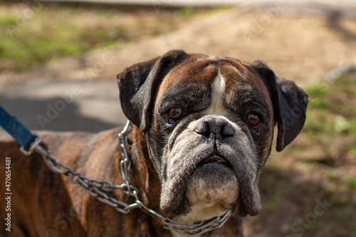 Dog breed boxer. Portrait of a dog. Pet on a chain. © Олег Копьёв