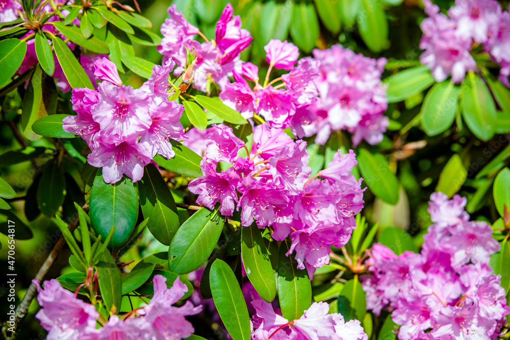 pink rhododendron blooms against the background of green grass pink rhododendron blooms against the background of green grass