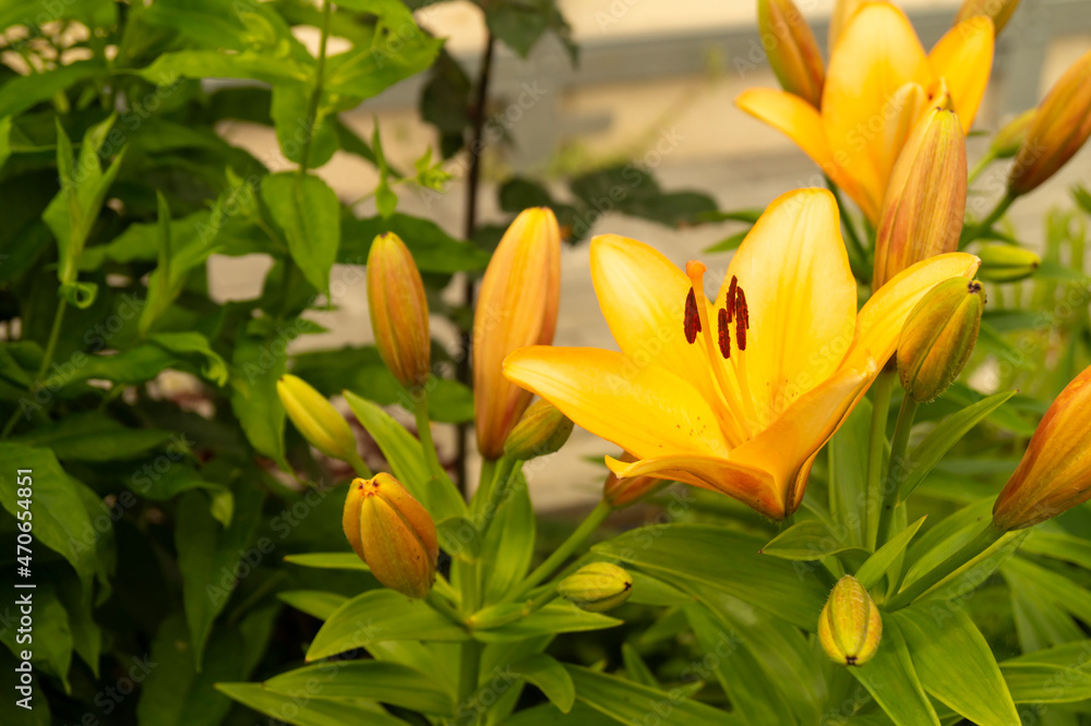 The Lily yellow blossom in garden on background green sheet. The Lily yellow blossom in garden on background green sheet.