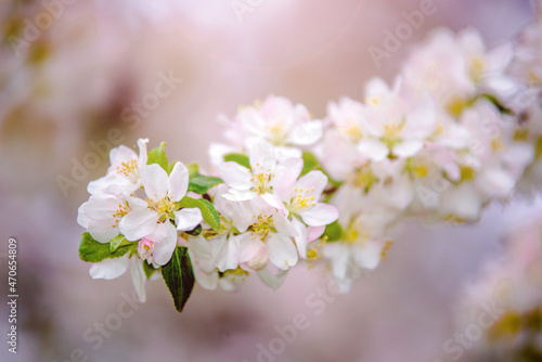 appletree blossom branch in the garden in spring 