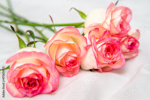 The branch of pink roses on white fabric background 