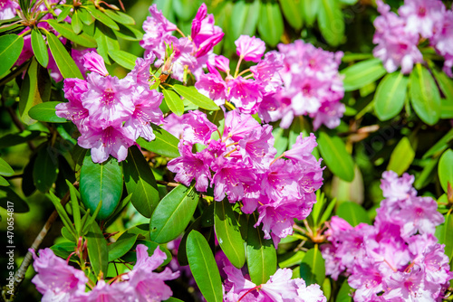 pink rhododendron blooms against the background of green grass