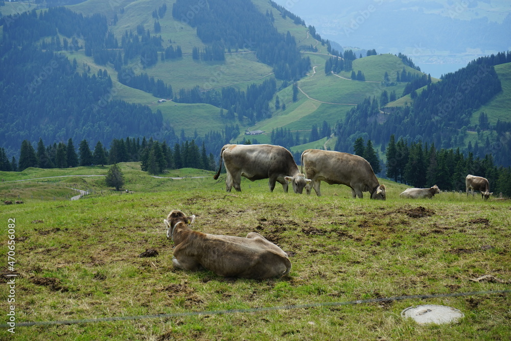 Fototapeta premium Alpine cows chilling on the mountain