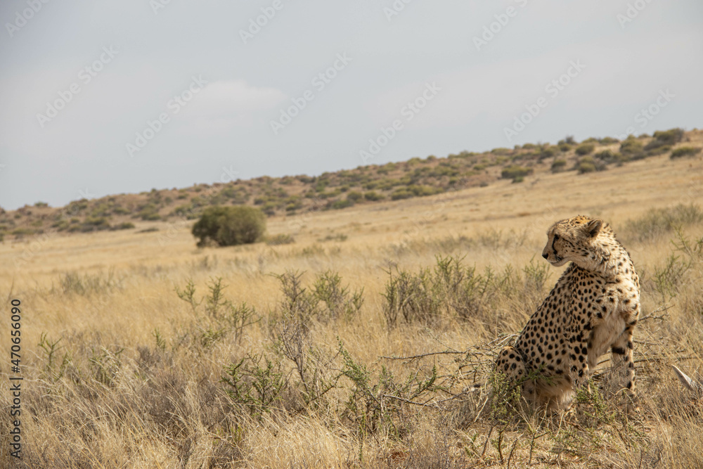 Gepard im Tiger Canyon in Südafrika Gepard im Tiger Canyon in Südafrika