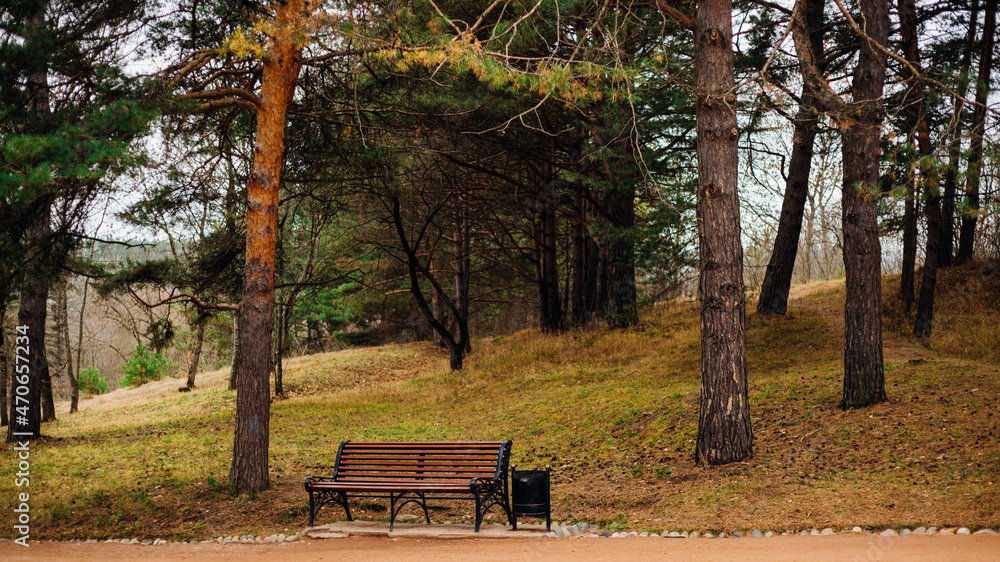 A wooden bench stands in the city park. An empty bench among coniferous trees. A wooden bench stands in the city park. An empty bench among coniferous trees.