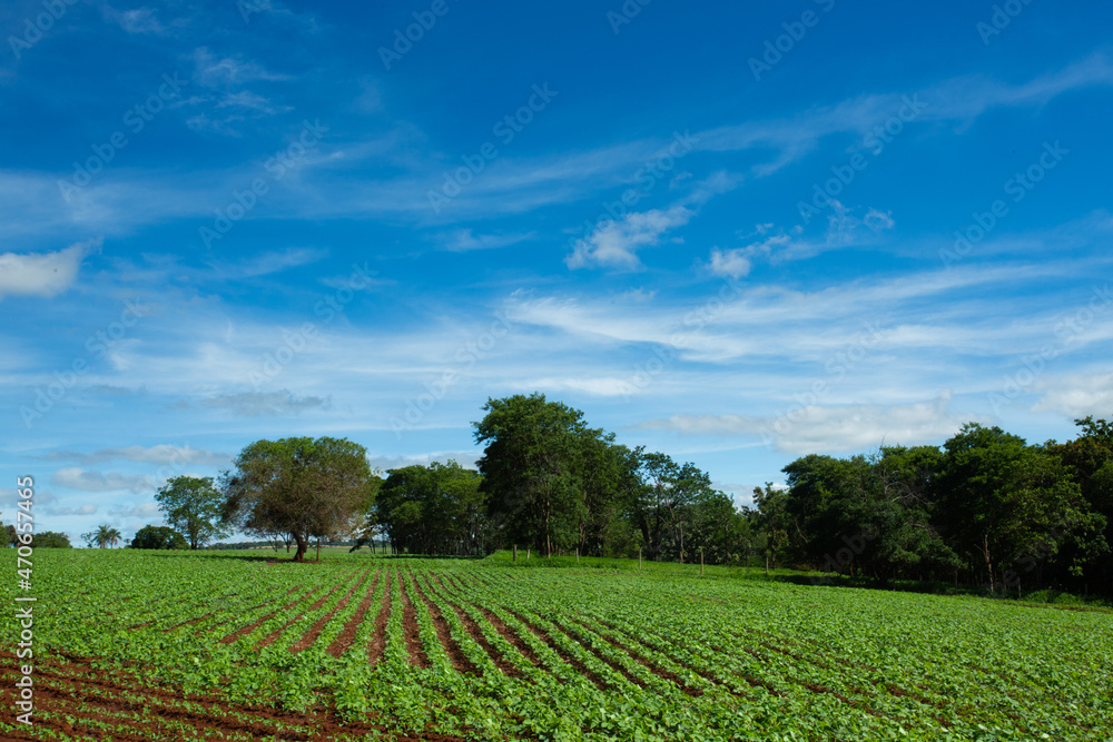 Campo de soja