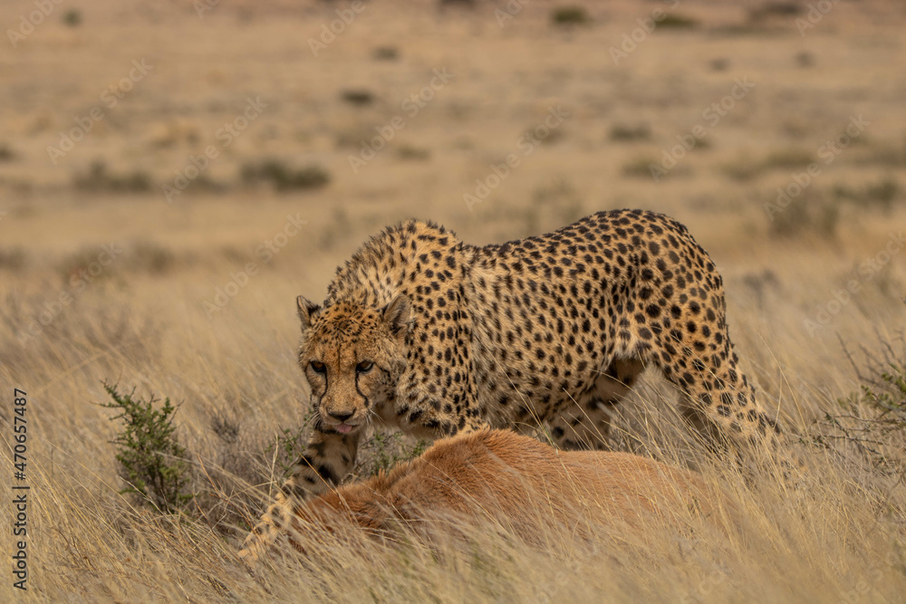 Naklejka premium Gepard mit erbeutetem Blessbock in Südafrika