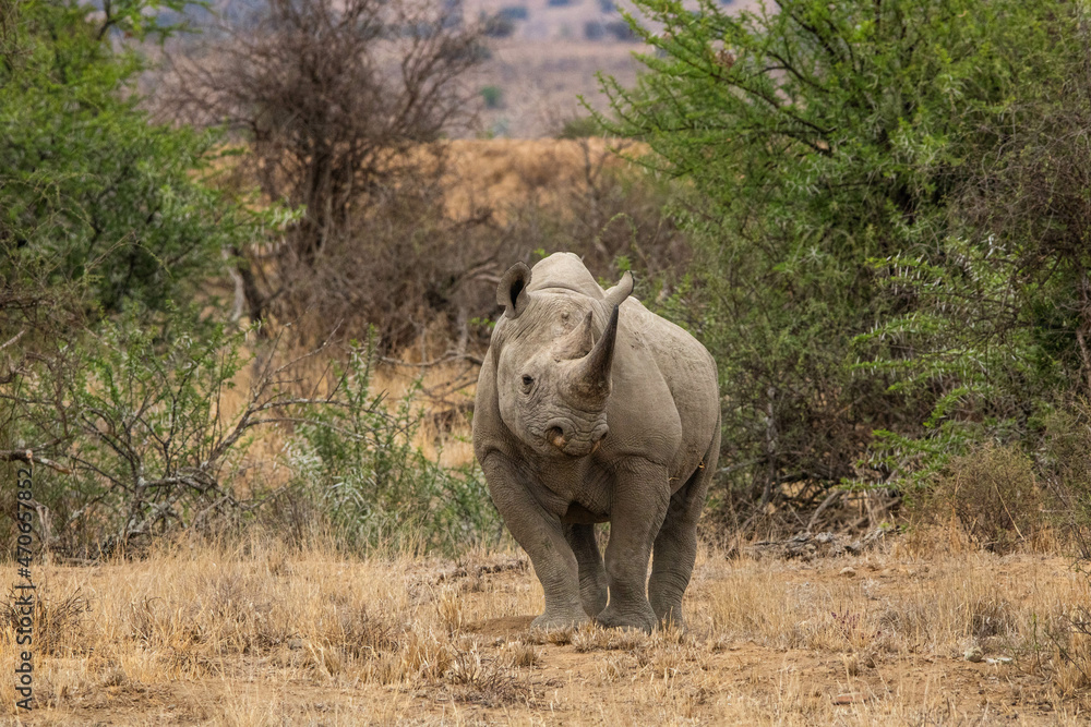 Fototapeta premium Nashorn in Südafrika