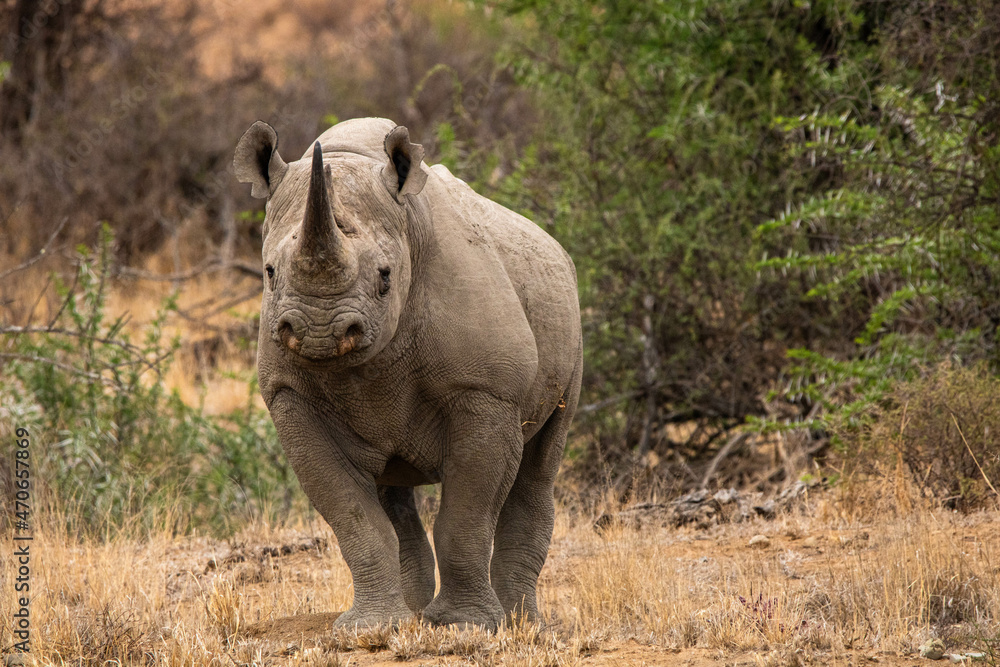 Fototapeta premium Nashorn in Südafrika