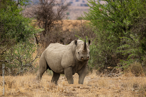 Nashorn in S  dafrika