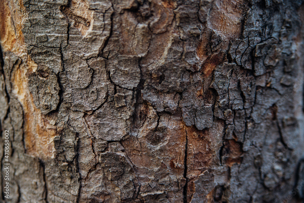 The texture of the tree bark. Tree in the park close-up. Relief texture and background. The texture of the tree bark. Tree in the park close-up. Relief texture and background.