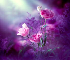 Fantasy Eustoma flowers garden in enchanted fairy tale dreamy elven forest with fabulous fairytale blooming tender roses in magical evening dusk on mysterious dark floral background with moon rays.