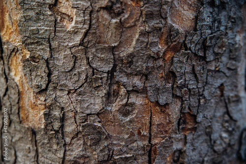 The texture of the tree bark. Tree in the park close-up. Relief texture and background.